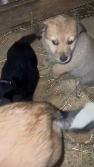 Щенки ищут любящих хозяев, с дальнейшим прослеживанием