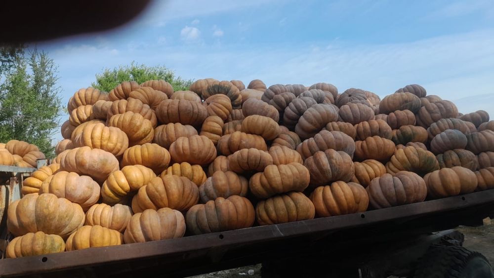 Продам тыкву Амереканку