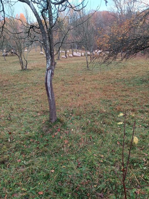 Vând oi rasa țurcană