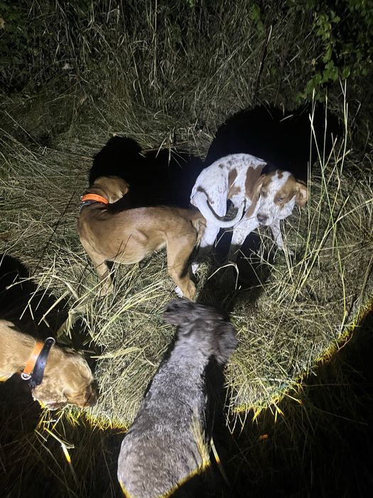 Продавам кучета Пойнтер и Кокер гъбари