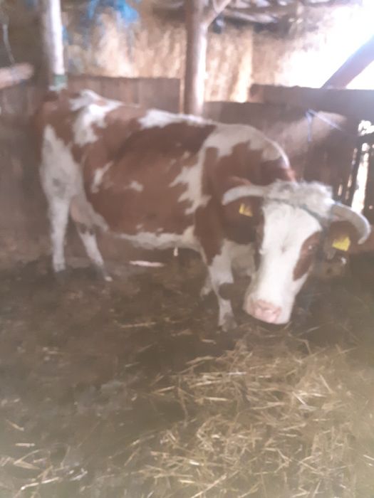 Vând o junca și  o vacă