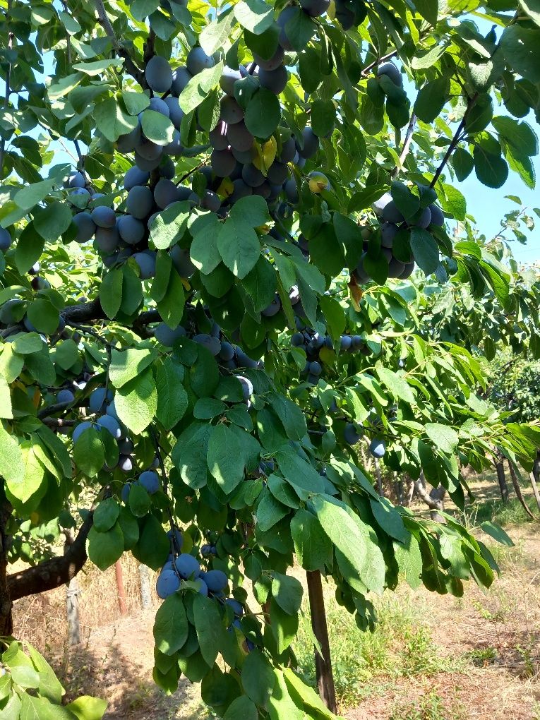 Prune soiul Centenar, recoltare după 25 iulie