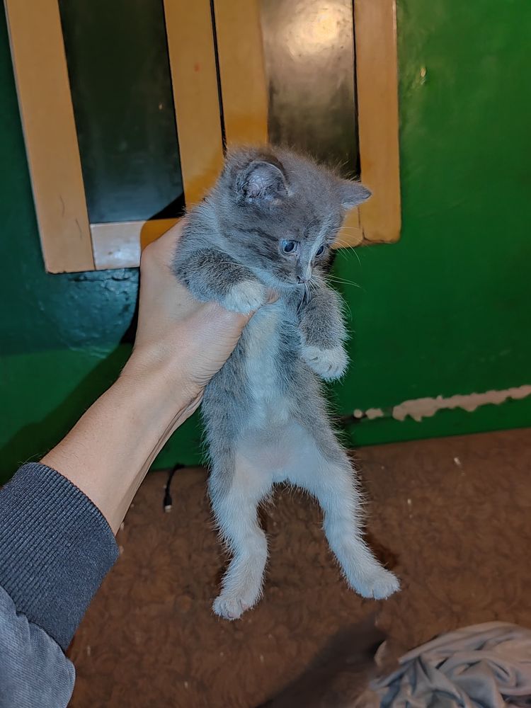 Дарю классных котят