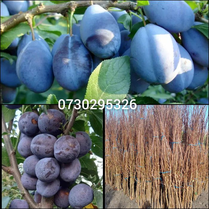 Super Oferta Pomi fructiferi Altoiți Clasici si Columnari