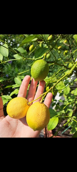 Lamai în vârstă de 9 ani