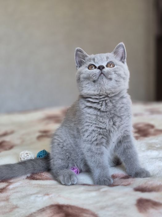 Британская девочка