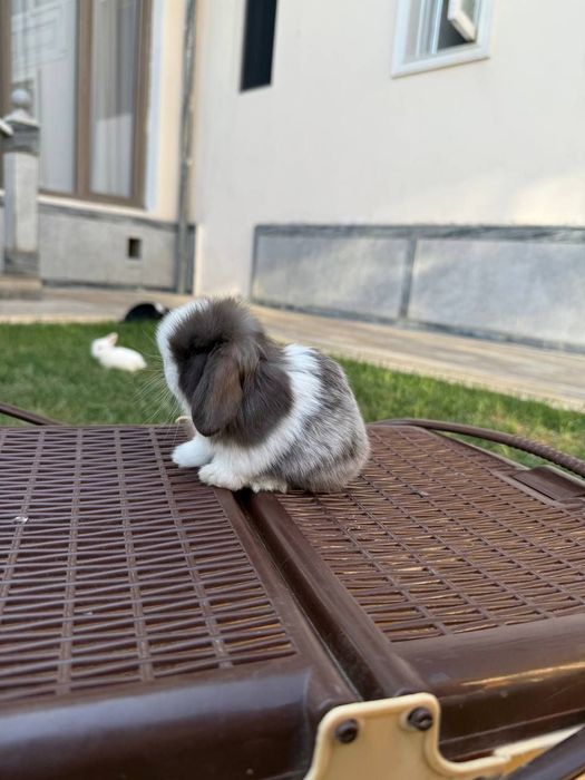 Продаются декоративные кролики