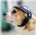 Casca protectie animal de companie