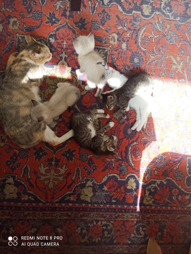 Котята бесплатно в добрые руки