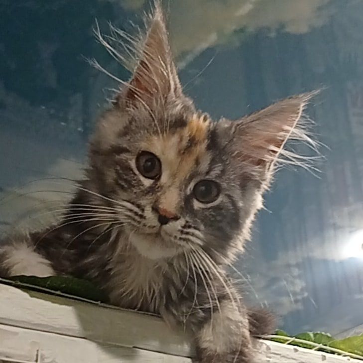 Чистокровные котята Мейн Кун.