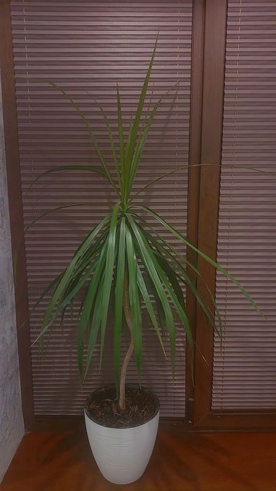 Комнатные цветы сумма договоровная.