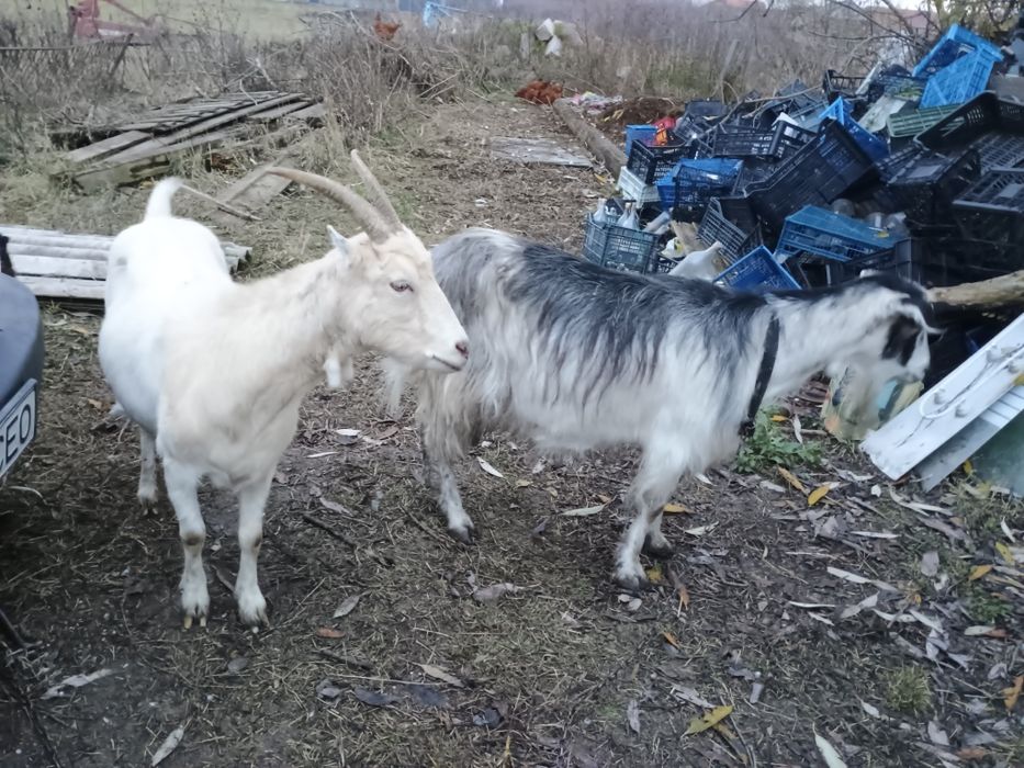 Vând țap 2 ani și capre 2 și 5 ani