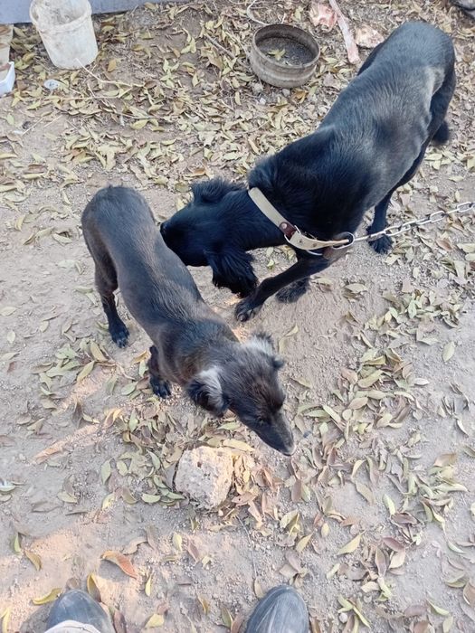 Продам Тазы Чистокровные