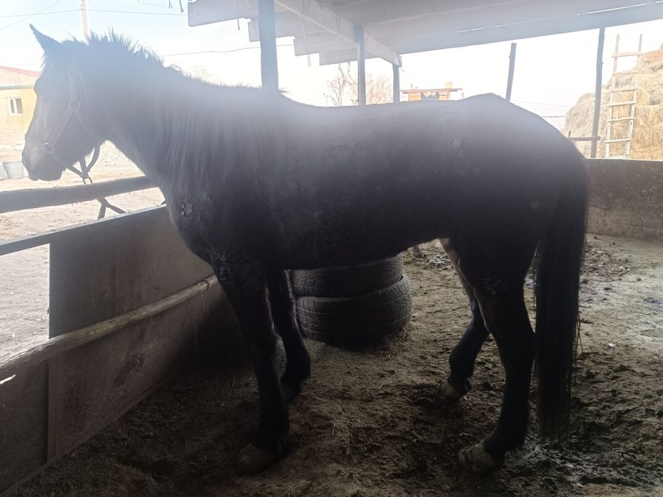 Бие сатылады байланған