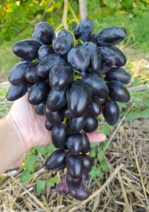 Soiuri noi vita de vie de masa