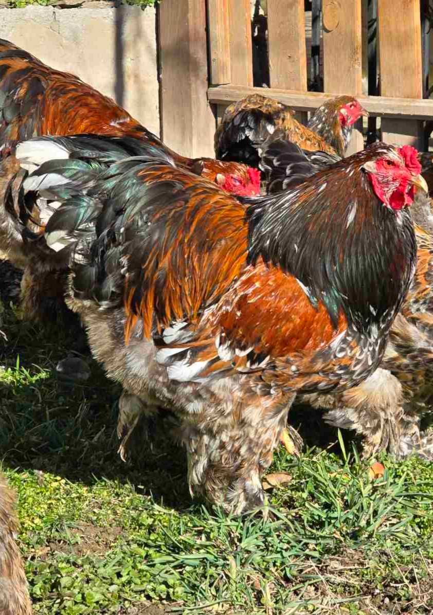 Продавам разплодни яйца от Порцеланова Брама/Porcelain Brahma