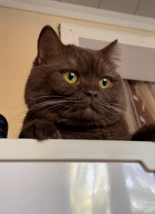 Кот на вязку!/ Nasl olish uchun