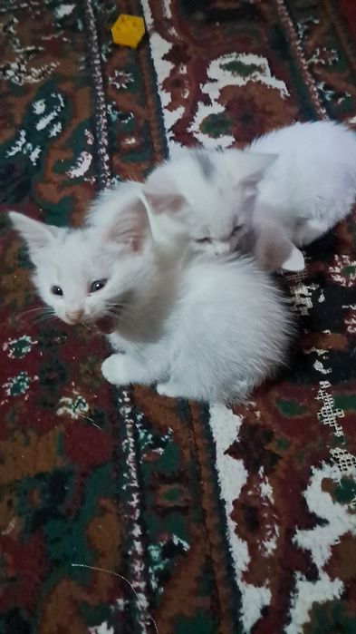 Мушук болалари сотилади Эгасини номери Мушук болалари сотилади