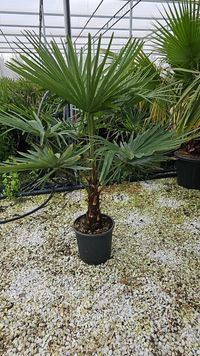 Palmieri Trachycarpus- Cycas - Maslini Seculari