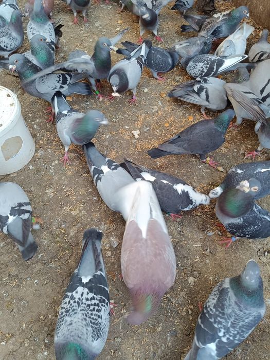 Vind porumbei și iepuri