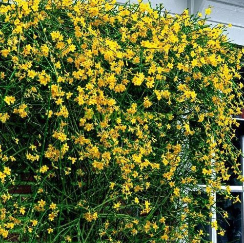 Pomisori ornamentali iasomie galbena