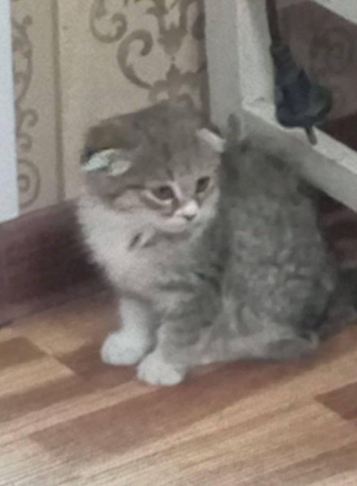 Продается котенок 400 тысяча сум