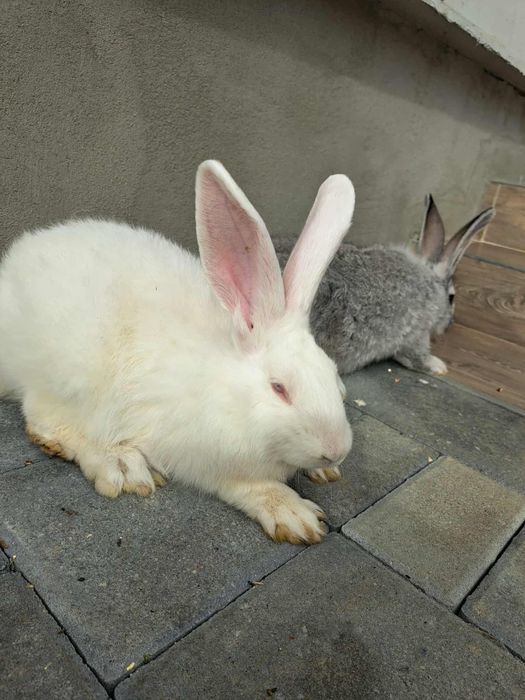 Pereche Iepuri hycole