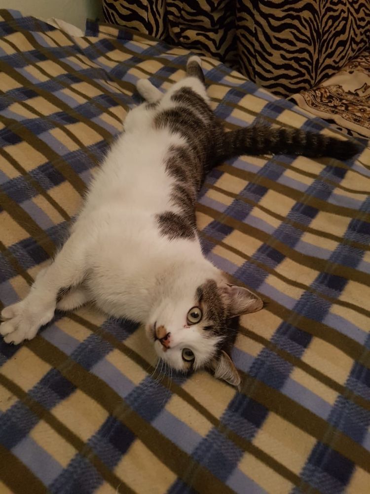 Пропал кот
