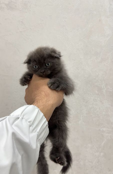 Scotish fold 2 oylik qiz qoni toza