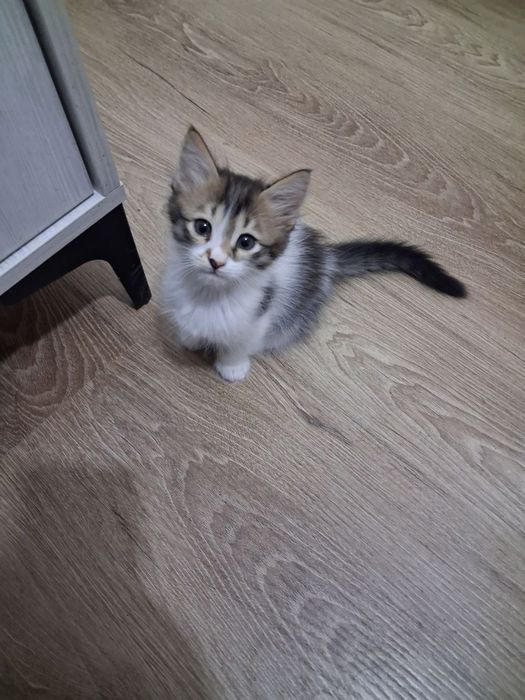 Котята хорошенькие ищут ручки