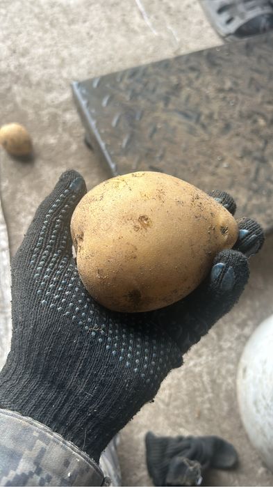 продаю домашнюю картошку доставка бесплатно