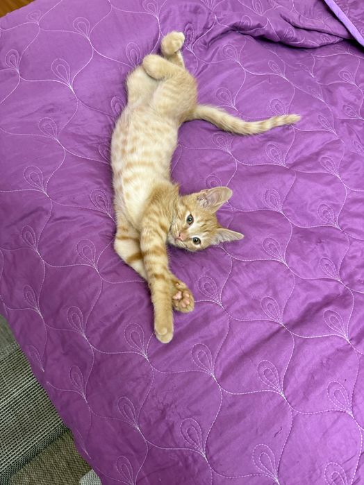 отдам котенка в хорошие руки