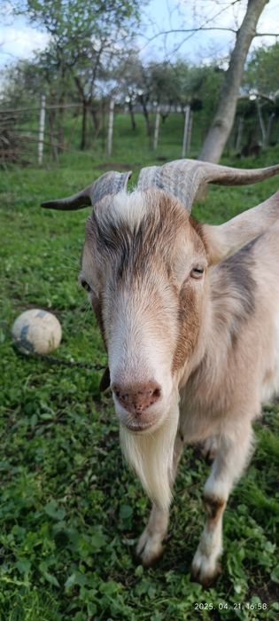 Tap metis de vanzare