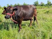 Vand vaca rasa Angus