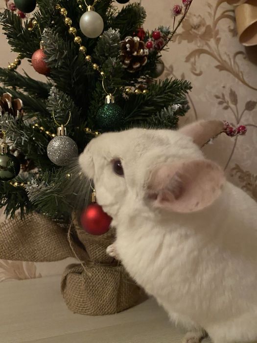 Pui de chinchilla chinchila sinsila cincila