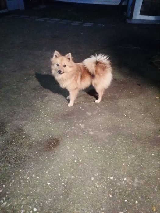 Женски шпиц на 6 м.