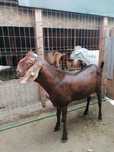 Vand tap anglonubian cu pedigree de Cehia