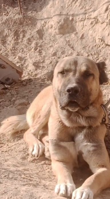 Тобет ит сатлады