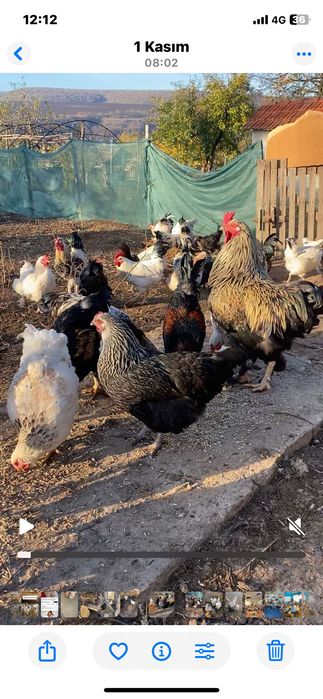 Продавам домашни петли