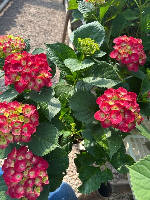 Продаем гортензии в горшках – напрямую с плантации! 

Ищете красивые