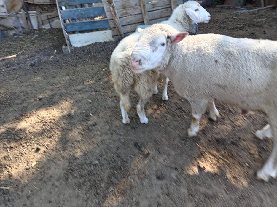 Продавам четири годишен овен