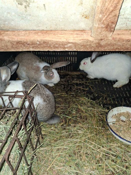 Зайци за разплод