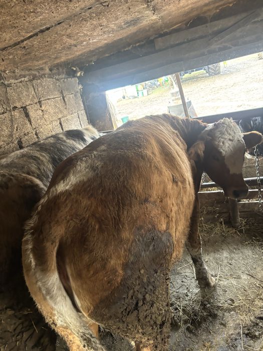 Vand junca de un an si 5 luni