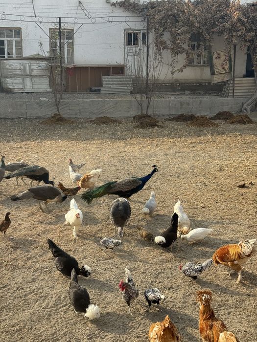 Zotdor tovuqlar va Tovuslar sotiladi