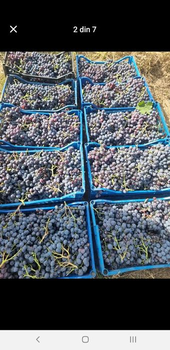 Struguri de vin proaspeți culesi direct de producator