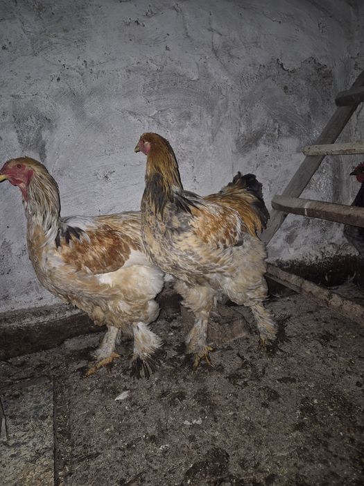 Vand cocosi tineret(6 luni) brahma columbia lemon, australorp
