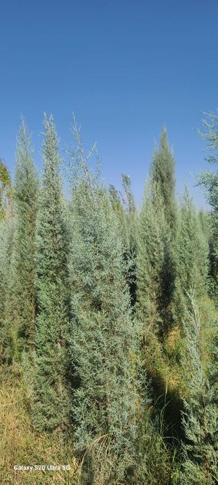 Голубой кипарис арчалар сотилади