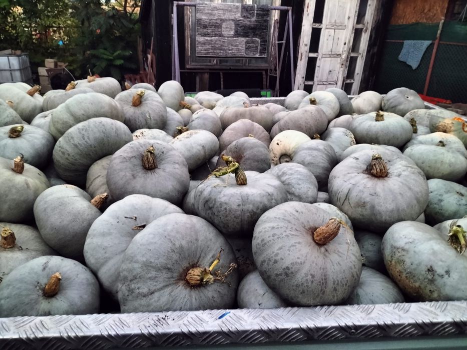 Dovleci de copt de vanzare