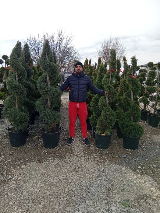 Leilandi pom pon spirale