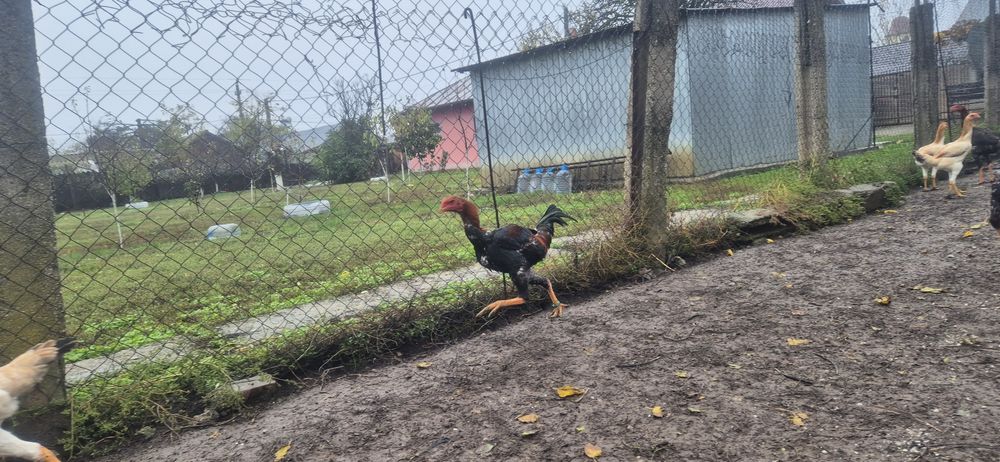 Cocosi malaezieni 2025